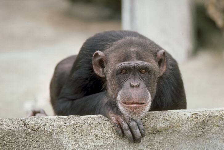 Unit on Monkeys