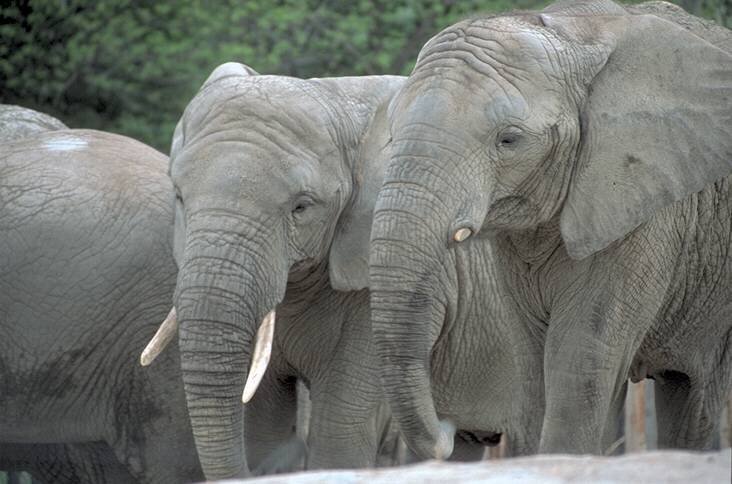 Unit on Elephants
