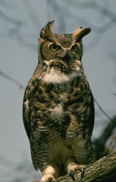 Unit on Owls