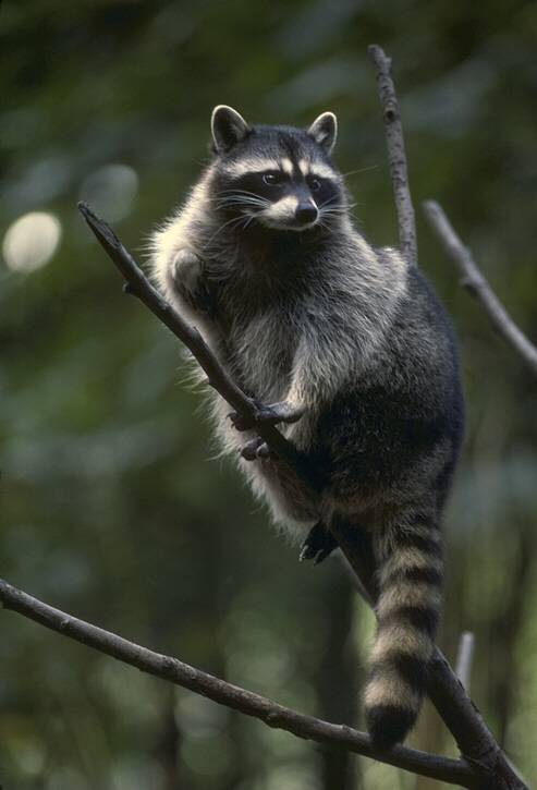 Unit on Raccoons